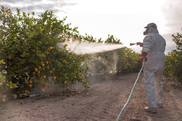 Best Bed Bug Extermination  in Kyle, TX